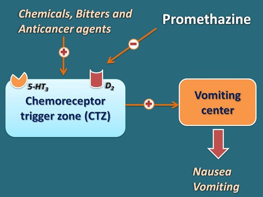 promethazine mechanism of action promethazine mechanism of action