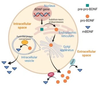 BDNF Production BDNF Production