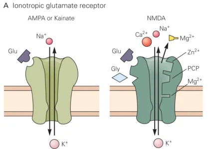 AMPA Receptor And NMDA Receptor AMPA Receptor And NMDA Receptor
