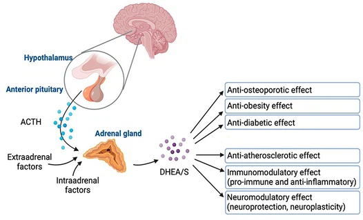 What Are DHEA Used For What Are DHEA Used For