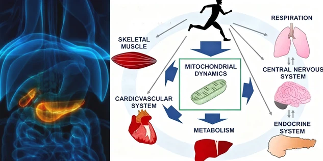 43ATX-304 Powder B 43ATX-304 Powder B